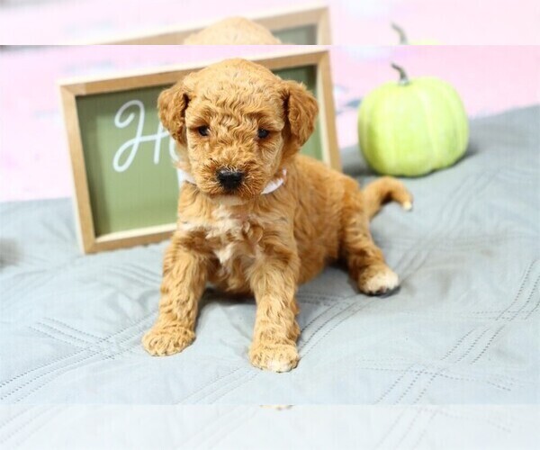 Medium Photo #9 Goldendoodle (Miniature) Puppy For Sale in PEMBROKE PINES, FL, USA