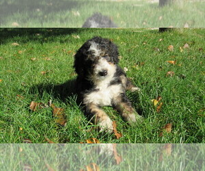 Bernedoodle Puppy for sale in BIG ROCK, IL, USA