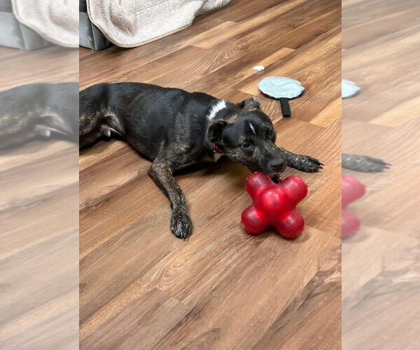 Medium Photo #23 Mutt Puppy For Sale in Woodbury, NY, USA
