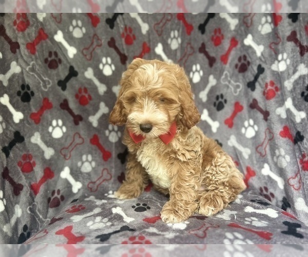 Medium Photo #7 Cock-A-Poo Puppy For Sale in LAKELAND, FL, USA