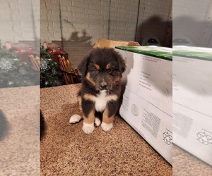 Australian Shepherd Puppy for sale in AMANDA, OH, USA