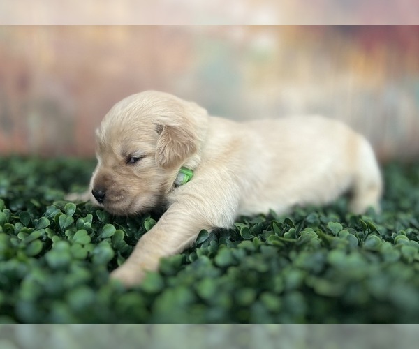 Medium Photo #1 Golden Retriever Puppy For Sale in DETROIT, MI, USA