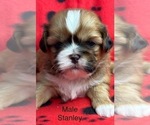 Small #1 Shih Tzu