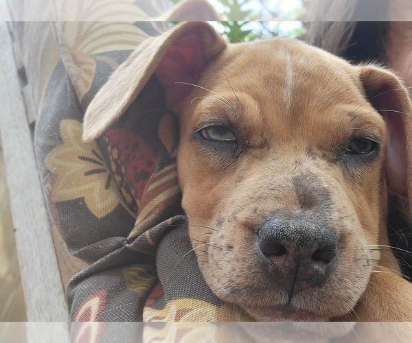 Medium Photo #6 Catahoula Bulldog Puppy For Sale in MIAMI BEACH, FL, USA