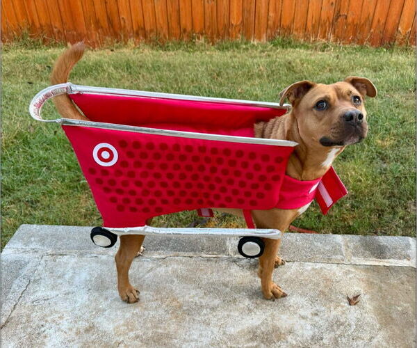 Medium Photo #14 Staffordshire Bull Terrier-Unknown Mix Puppy For Sale in Calhoun, GA, USA