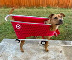 Small #13 Staffordshire Bull Terrier Mix