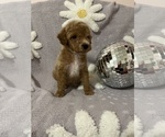 Small Photo #2 Poodle (Toy) Puppy For Sale in SYLMAR, CA, USA