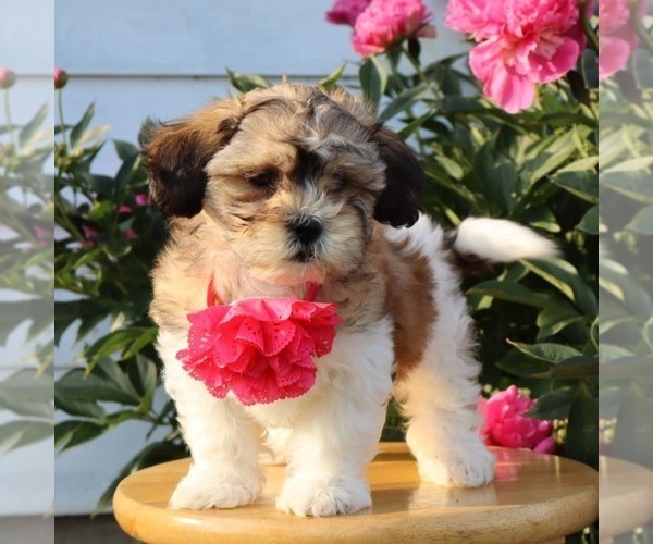 Medium Photo #3 Zuchon Puppy For Sale in THORP, WI, USA