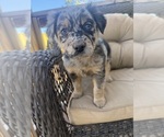 Small #4 Australian Shepherd