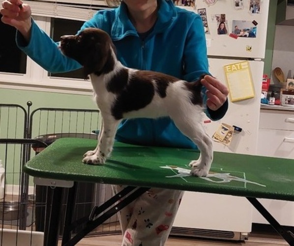 Medium Photo #4 Brittany Puppy For Sale in SOMERSET, OH, USA