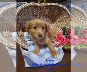 Goldendoodle Mix Puppy for Sale in SHIPSHEWANA, Indiana USA