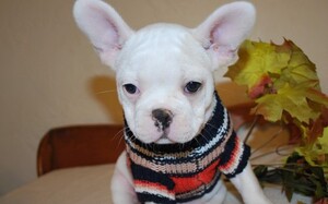 French Bulldog Puppy for sale in SEATTLE, WA, USA