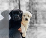 Small #3 Labrador Retriever