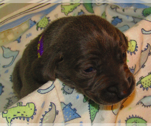 Medium Photo #3 Weimaraner Puppy For Sale in LAS ANIMAS, CO, USA