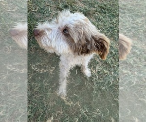 Schnauzer (Miniature) Puppy for sale in HASLET, TX, USA