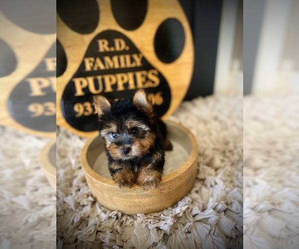 Medium Photo #2 Yorkshire Terrier Puppy For Sale in CROSSVILLE, TN, USA