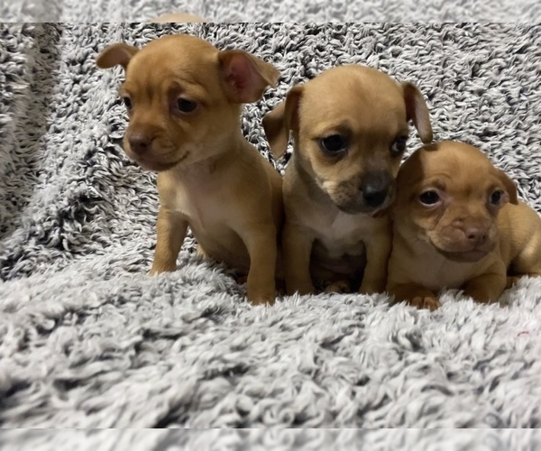 Medium Photo #1 Chihuahua Puppy For Sale in DENVER, CO, USA