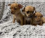 Small Photo #1 Chihuahua Puppy For Sale in DENVER, CO, USA