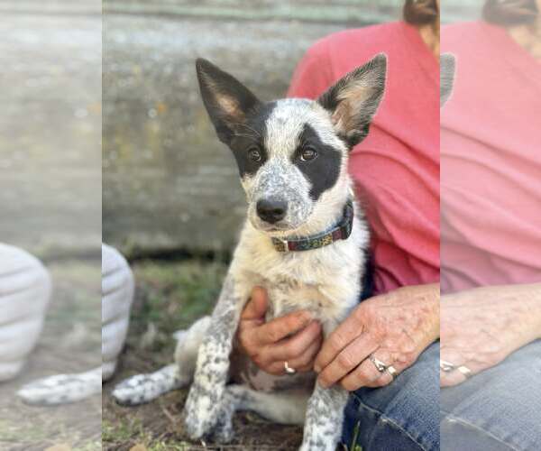 Medium Photo #2 Mutt Puppy For Sale in Paso Robles, CA, USA