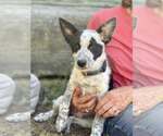 Small #1 Mutt