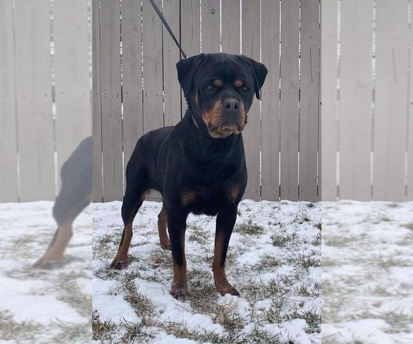 Medium Photo #1 Rottweiler Puppy For Sale in ELKHART, IN, USA