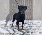 Small Photo #1 Rottweiler Puppy For Sale in ELKHART, IN, USA