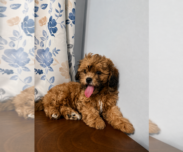 Medium Photo #4 Shih-Poo Puppy For Sale in DURHAM, CT, USA