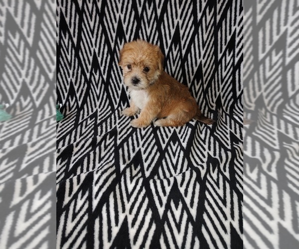 Medium Photo #4 Maltese Puppy For Sale in LAPEER, MI, USA