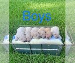 Small Photo #6 Goldendoodle-Poodle (Miniature) Mix Puppy For Sale in MORGANTOWN, KY, USA