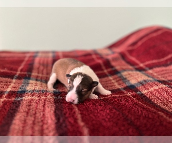 Medium Photo #1 Shetland Sheepdog Puppy For Sale in KINGSPORT, TN, USA