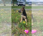 Small #4 German Shepherd Dog