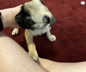 Pug Puppy for sale in BYESVILLE, OH, USA