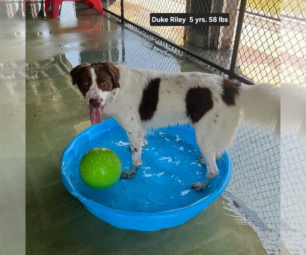 Medium Photo #3 Brittany-Colonial Cocker Spaniel Mix Puppy For Sale in Curwensville, PA, USA