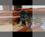 Small Photo #10 German Shepherd Dog Puppy For Sale in BRADLEYVILLE, MO, USA