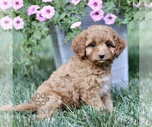 Cavapoo Puppy for sale in STRASBURG, PA, USA