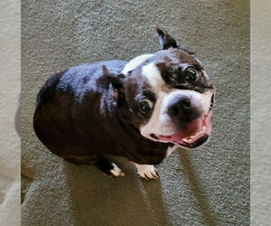 Boston Terrier Dogs for adoption in Little Elm, TX, USA