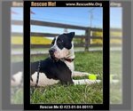 Small #4 American Staffordshire Terrier Mix