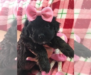 Maltese-Poodle (Toy) Mix Puppy for sale in SARASOTA, FL, USA