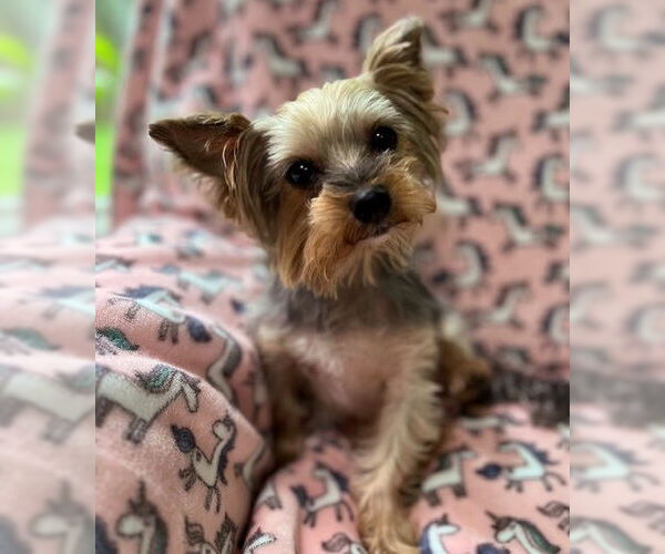 Medium Photo #9 Mutt Puppy For Sale in Allentown,, PA, USA