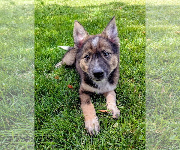 Medium Photo #2 German Shepherd Dog-Unknown Mix Puppy For Sale in Sandy, UT, USA
