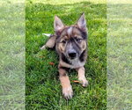 Small #1 German Shepherd Dog Mix