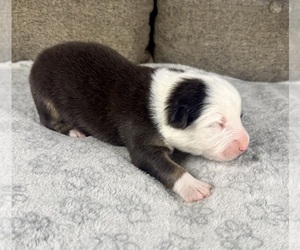 Medium Australian Shepherd