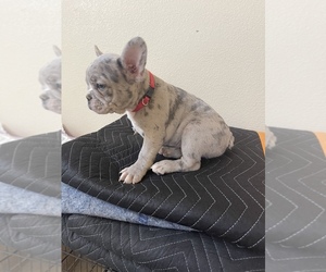 French Bulldog Puppy for sale in AVONDALE, AZ, USA