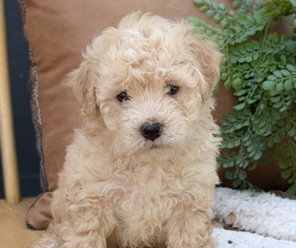 Medium Photo #3 Poovanese Puppy For Sale in GOSHEN, IN, USA