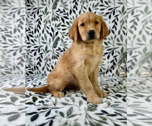 Golden Retriever Puppy for sale in GREENFIELD, IN, USA