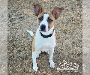 Medium American Pit Bull Terrier Mix