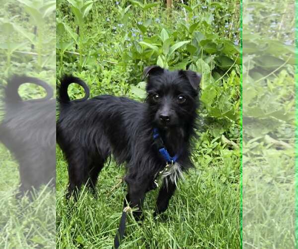 Medium Photo #2 Mutt Puppy For Sale in Rochester, NY, USA
