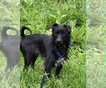 Small #1 Mutt