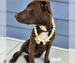 Small #2 American Staffordshire Terrier Mix