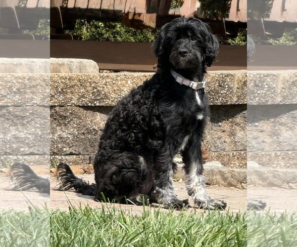 Medium Photo #6 Poodle (Miniature)-Unknown Mix Puppy For Sale in Cookeville, TN, USA